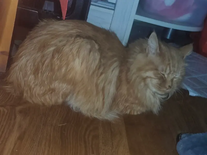 猫和狗 · 11