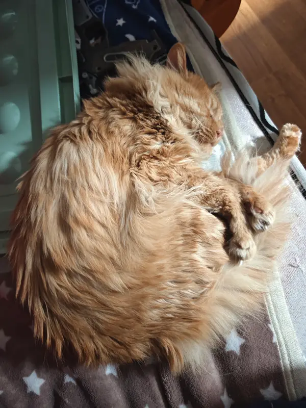 猫和狗 · 13
