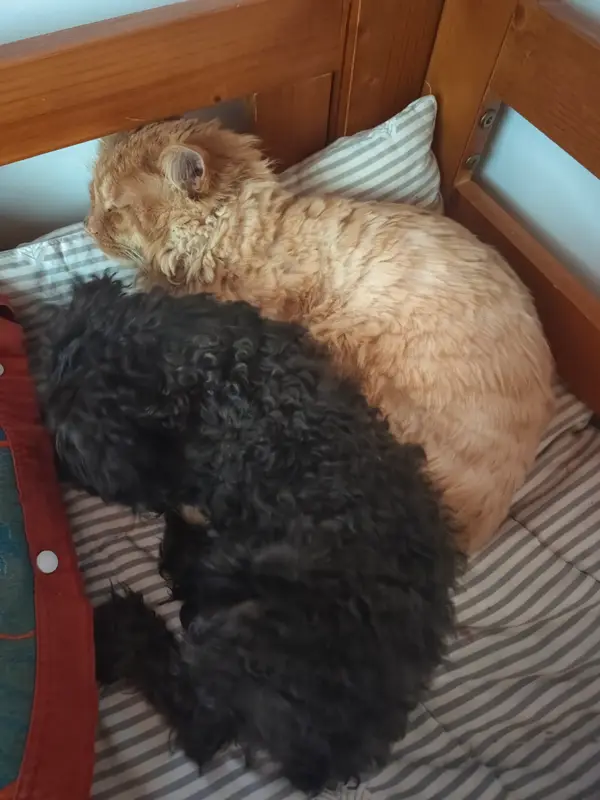 猫和狗 · 19