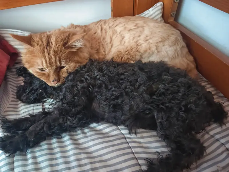 猫和狗 · 26