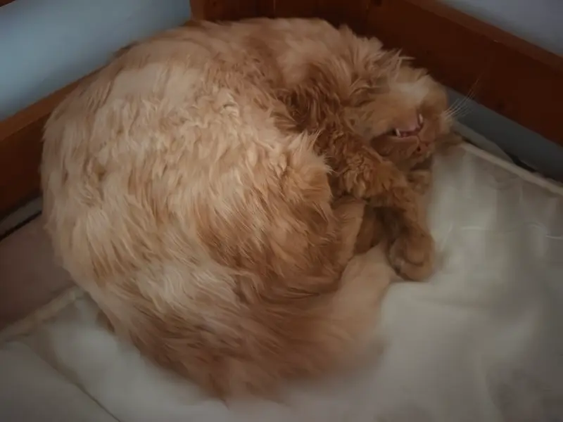 猫和狗 · 29