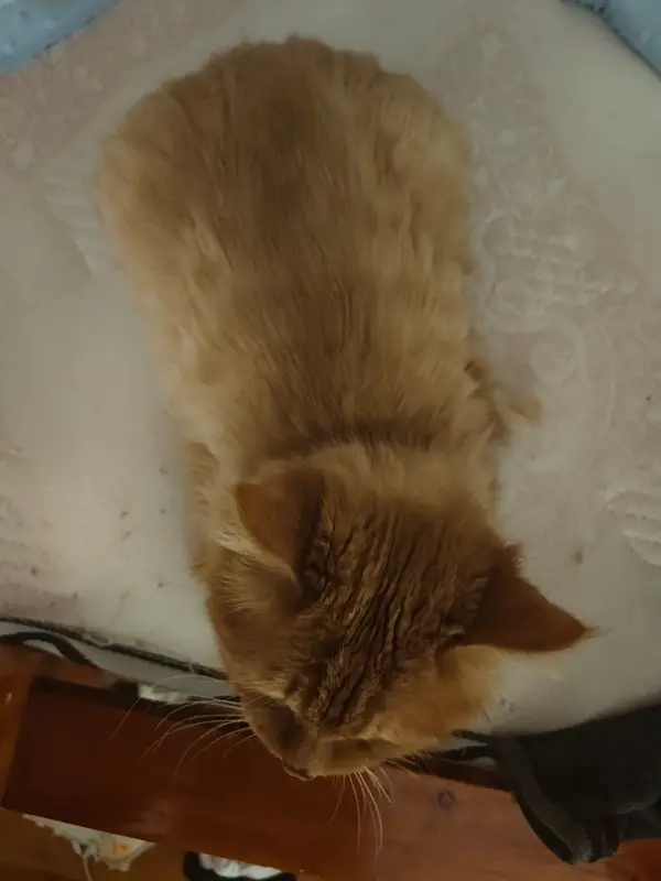 猫和狗 · 30