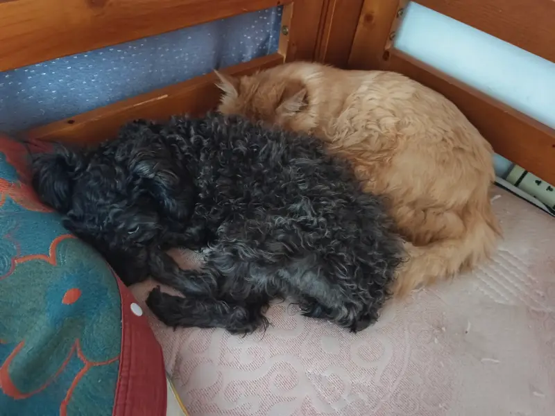 猫和狗 · 32