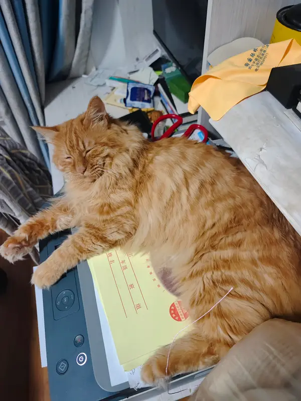 猫和狗 · 38
