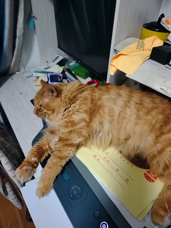 猫和狗 · 40