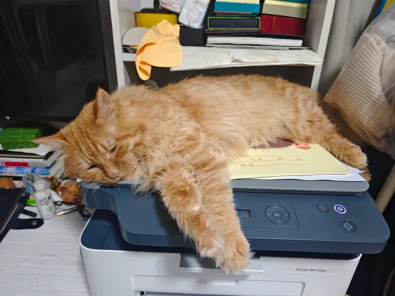 猫和狗 · 42