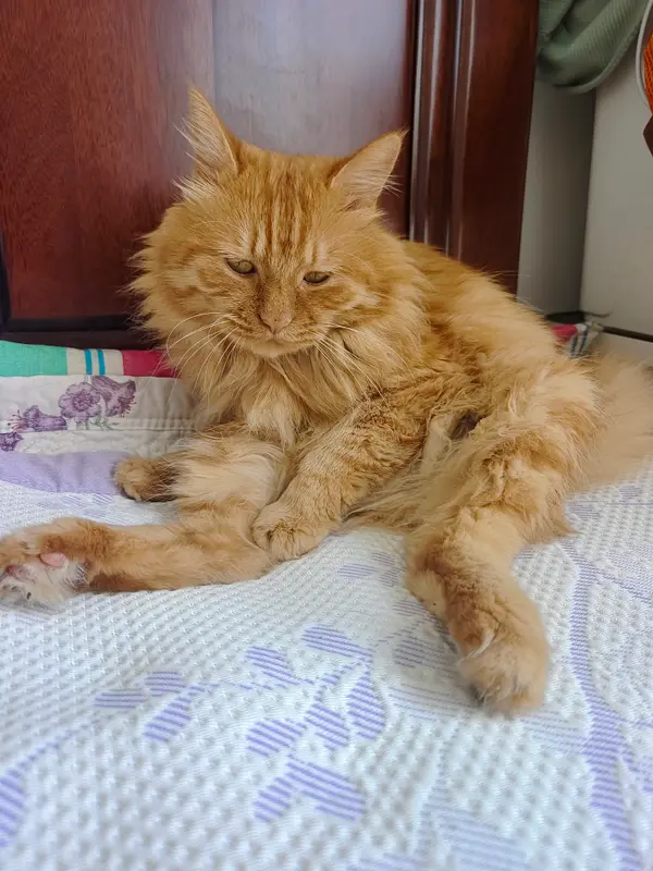 猫和狗 · 49