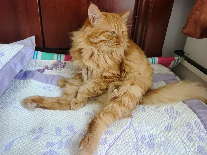 猫和狗 · 52