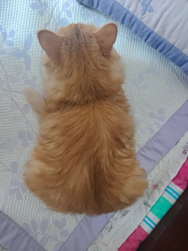 猫和狗 · 54